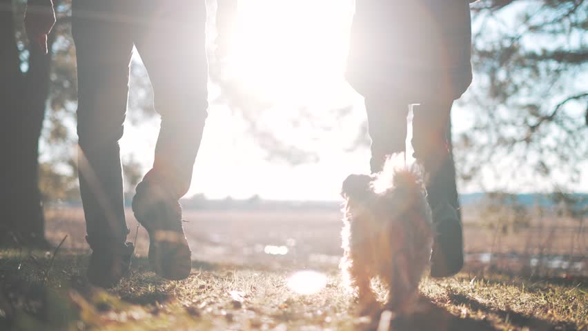 Happy family concept.married couple with dog walks through forest park in trackers at sunset. walking. feet of people in shoes walking through forest park.couple of people walking in trackers with dog
