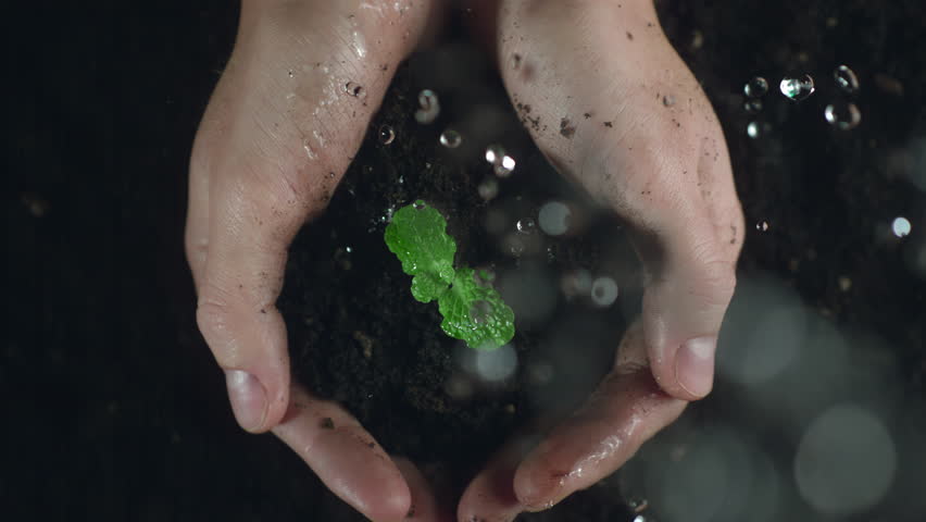 Woman hands holding green seedling. Water drops falling on a sprout leaves over soil in slow motion. New eco life and waste concept. Plastic free. Earth day. ESG nature environment save. Top view