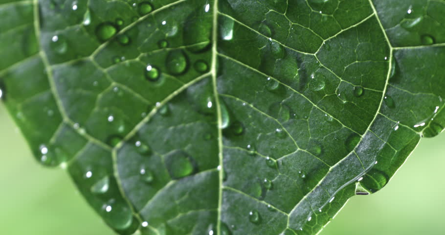 Super slow motion macro of herbal essence dropping from fresh green leaf for essential oil extract at 1000 fps. Spa, wellness center, skin care products.