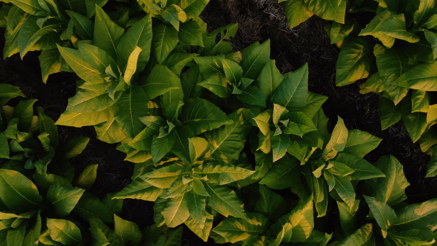 Aerial view of a tobacco plantation landscape in the Thai countryside at evening, tobacco or Nicotiana tabacum plants used as raw materials in cigarette manufacturing, from a drone point of view