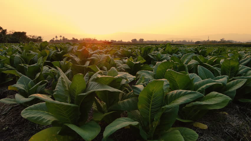Aerial view of a tobacco plantation landscape in the Thai countryside at evening, tobacco or Nicotiana tabacum plants used as raw materials in cigarette manufacturing, from a drone point of view