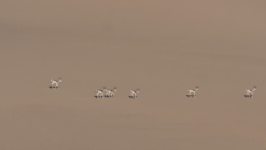 Sandwich Harbour, Namibia - August 22, 2022: A serene group of springboks traverses the vastness of a desert dune, casting shadows on the sand with their silhouettes. Royalty-Free Stock Footage #3438003215