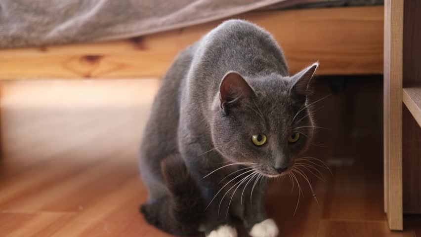 Fascinated Grey Cat with Green Eyes Sitting on Floor, Curiously Observing Something in Room. Domestic Pet's Inquisitive Behavior Captured in Engaging Footage. Close-up Shot of Curious Feline Royalty-Free Stock Footage #3438025537
