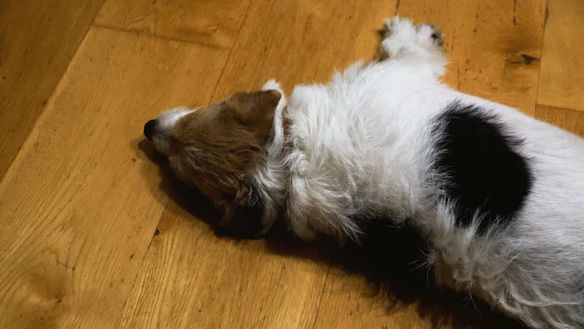 Closeup view Jack Russell Terrier sad dog laying on wooden kitchen floor