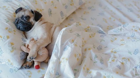 Cute puppy the pug sleeping in the bed covered with blanket and embracing plush toy.