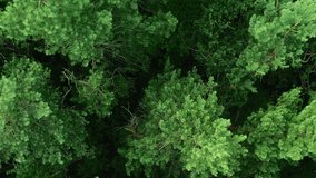 Vertical video. Green trees background. Sustainable Earth. Aerial shot. Pine woodland wild lush nature forest park crowns outdoors tranquility high scenery.