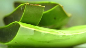 Large tendrils of fresh green aloe vera plant, folded pieces of leaves and clear gel extract flowing through the aloe ingredients. Aloe vera gel, beneficial herbs for skin treatment