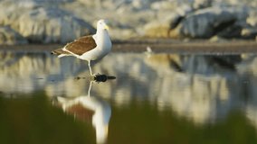 Footage of a Kelp Gull (Larus dominicanus) Sitting in a lake searching for fish in Africa.