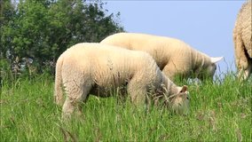 sheep grazing on dike 
