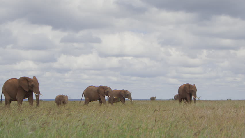 Extreme wide pan shot of a herd of african elephants (Loxodonta africana) walking across grass during the morning in Kenya.