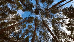 Glimpse Tall Pine Trees From Below on blue cloudy sky background. Bottom-up view branches camera rotation clockwise. Beautiful uncultivated nature, ecological places - Powered by Shutterstock - Get 15% off with code: PIKWIZARD15