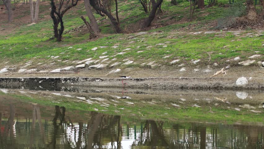 4K Video : The pied stilt, also known as the white-headed stilt, is a shorebird in the family Recurvirostridae 