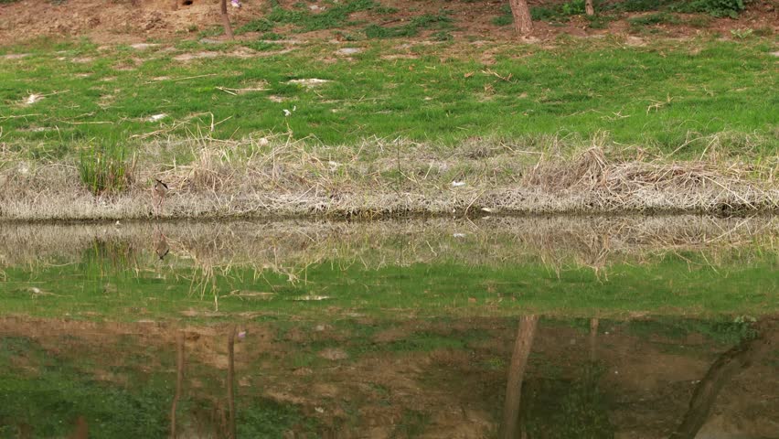 4K Video : White headed stilt bird eating insects near water’s edge. The pied stilt, also known as the white-headed stilt, is a shorebird in the family Recurvirostridae.
