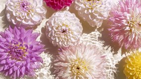 Colorful dahlias flowers on water surface with drops. Pure water with reflections sunlight and shadows. Slow motion of waves water. Design, cosmetics advertising, products - Powered by Shutterstock - Get 15% off with code: PIKWIZARD15