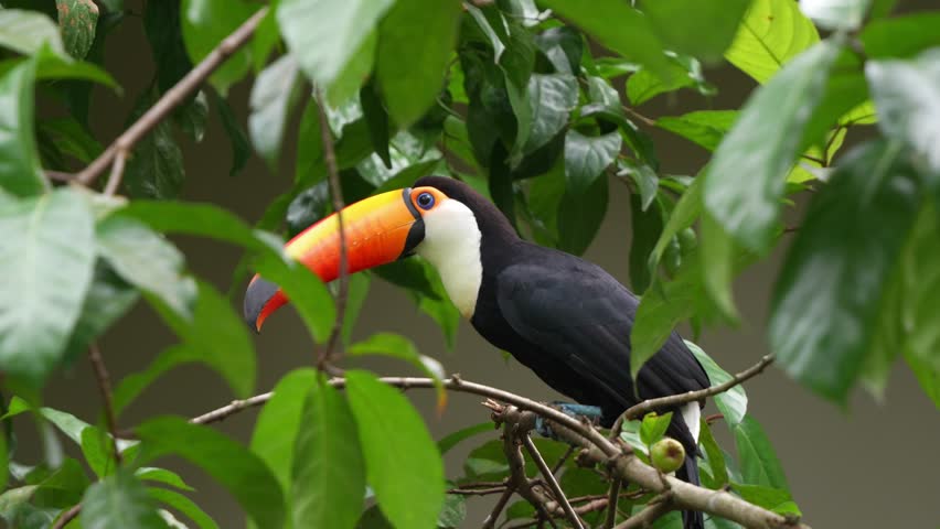 Adult toco toucan (ramphastos toco) with distinctive massive beak, perching on tree branch of a fruit tree, curiously wondering around the surrounding environment, close up shot.