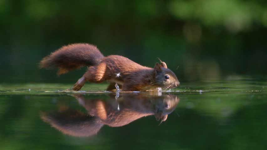 Red squirrel wades through shallow still water, perfect reflection Royalty-Free Stock Footage #3438550429