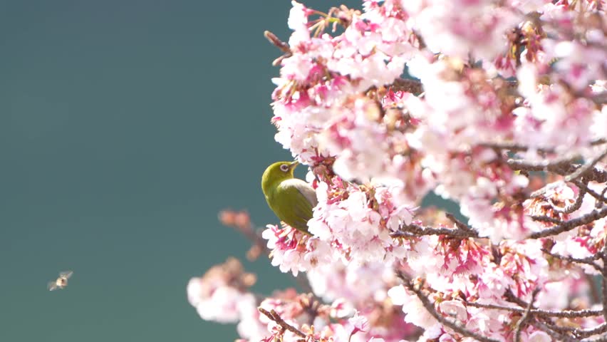 Image of spring-like cherry blossoms and white-eye Royalty-Free Stock Footage #3438577033