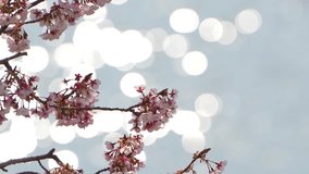 Video of cherry blossoms with beautiful sparkling water