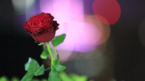 Abstract video background of red roses The light that hits has beautiful bokeh, and the blur of the wind that hits it. Beauty during Valentine's Day or the festival of love