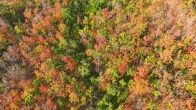 Aerial view of Thailand's dry dipterocarp forest unveils a mesmerizing tapestry of golden foliage and lush greenery, dancing under the sun's warm embrace. Forest and nature concept. 4K stock footage.
