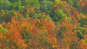 Thailand's Deciduous Dipterocarp Forest is a sight to behold at the start of the dry season. The leaves put on a vibrant display of red, yellow, and orange, making for some epic drone footage. 4K.
