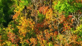 The onset of the dry season in Thailand witnesses a stunning phenomenon in the Deciduous Dipterocarp Forest. Aerial drone footage captures the exquisite shedding of leaves. Nature stock footage. 4K.
