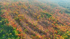 From above, Thailand's Deciduous Dipterocarp Forest is a breathtaking tapestry of vibrant reds, yellows, and oranges as leaves gently descend. Ecosystem and biodiversity concept. Stock footage. 4K.
