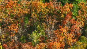 As the dry season dawns, Thailand's Deciduous Dipterocarp Forest becomes a canvas of nature's artistry, with leaves donning vibrant reds, yellows, and oranges. Forest and nature concept. 4K.
