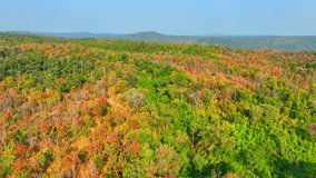 The Deciduous Dipterocarp Forest in Thailand becomes a symphony of colors, its leaves ablaze in the fiery hues of red, yellow, and orange, a breathtaking aerial ballet for the drone's eye. 4K.
