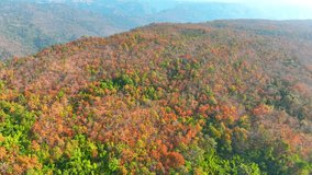 Explore Thailand's Deciduous Dipterocarp Forest as it sheds its leaves in a vibrant display of colors, offering a dazzling spectacle from the sky. Ecological diversity concept. Aerial stock footage. 
