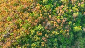 As the dry season kicks in, Thailand's Deciduous Dipterocarp Forest puts on a mesmerizing show of red, yellow, and orange leaves. A stunning sight from above! Ecosystem and biodiversity concept. 4K.
