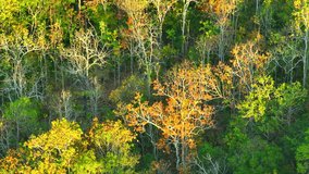 In early dry season, Deciduous Dipterocarp Forest in Thailand showcases stunning red, yellow, and orange leaf fall, captured beautifully from a drone's aerial perspective. 4K stock footage. 
