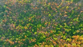 Exquisite aerial view captures Thailand's Deciduous Dipterocarp Forest ablaze in red, yellow, and orange hues - a breathtaking spectacle. Wilderness exploration concept. Nature stock footage. 4K.
