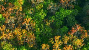 The drone's view reveals a mesmerizing dry dipterocarp forest in Thailand, a verdant wonderland where nature's artistry takes center stage in shades of green and gold. Aerial stock footage. 4K.
