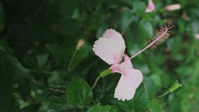 Professional video of pink hibiscus flower in bloom in 4k 30fps.