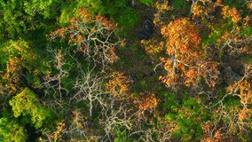 Witness the vibrant spectacle of Thailand's Deciduous Dipterocarp Forest shedding its leaves in stunning reds, yellows, and oranges from a breathtaking aerial view. Earth's wonders concept. 4K.
