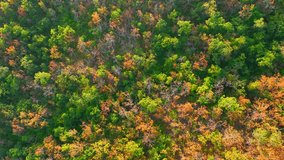 As the dry season dawns, Thailand's Deciduous Dipterocarp Forest adorns itself in a breathtaking display. Aerial views reveal a mesmerizing tapestry of leaves. Greenery and flora concept. 4K.
