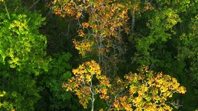 Aerial footage unveils the breathtaking beauty of Thailand's Deciduous Dipterocarp Forest as it dons vibrant red, yellow, and orange attire during the shedding season. Nature stock footage. 4K.
