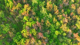 In Thailand's Deciduous Dipterocarp Forest, the advent of the dry season is marked by a symphony of leaves donning exquisite robes of red, yellow, and orange. Sustainability and habitat concept. 4K.
