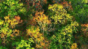 Behold Thailand's Deciduous Dipterocarp Forest in all its splendor. Vibrant hues of red, yellow, and orange leaves create an epic visual masterpiece. Ecological and environmental concept. 4K.
