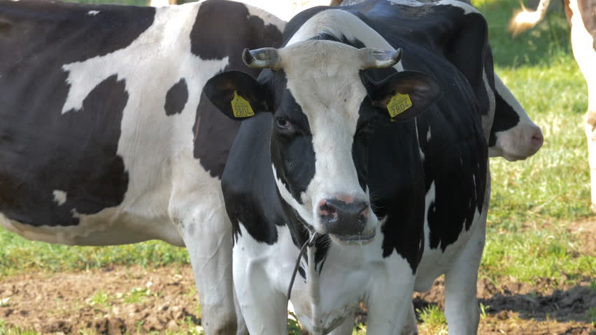 Portrait of a grazing cow looking into camera