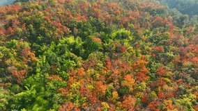 As the dry season kicks in, the Deciduous Dipterocarp Forest in Thailand puts on a show, shedding its leaves in brilliant shades of red, yellow, and orange. The drone's view is simply breathtaking. 4K