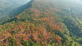At the dawn of the dry season, the Deciduous Dipterocarp Forest in Thailand unveils its fiery soul. A drone's eye reveals nature's masterpiece - leaves ablaze in hues of red, yellow, and orange. 4K.
