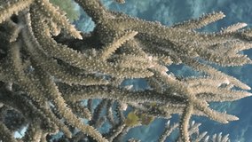 Immerse yourself in beauty of corals in vertical video. Amazing underwater coral life on coral reef. Vertical video. Red Sea.