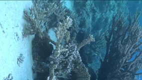 Corals contribute to formation of breathtaking underwater landscapes. Underwater paradise where you can enjoy beauty of fish and corals shown in this vertical video. Red Sea.