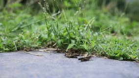 Video showing green grass with grasshoppers jumping on the ground