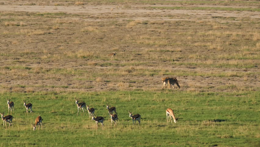 Lioness Walking On Field With Herd Of Gazelles In Africa. wide shot