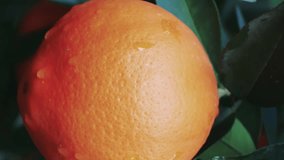 Close-up of vitamin-rich orange on tree, perfect for healthy eating. Showcases vitamin, orange as a natural health choice. Ideal for promoting vitamin, orange benefits in diet