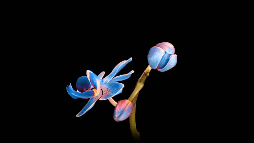 Blue phalaenopsis orchid flowers bloomed on a black background. Time lapse, close-up. Wedding background, Valentine's Day concept. Time Lapse.4k