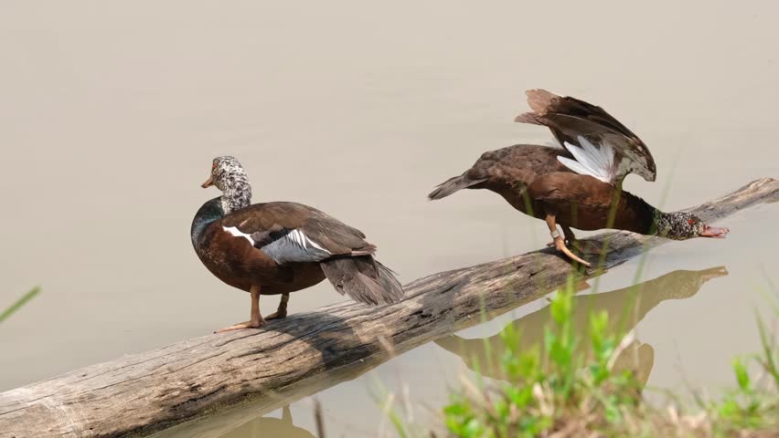 Back-to-back standing on a log as one pushes its head forward and turns around then the other poops, White-winged Duck Asarcornis scutulata, Thailand